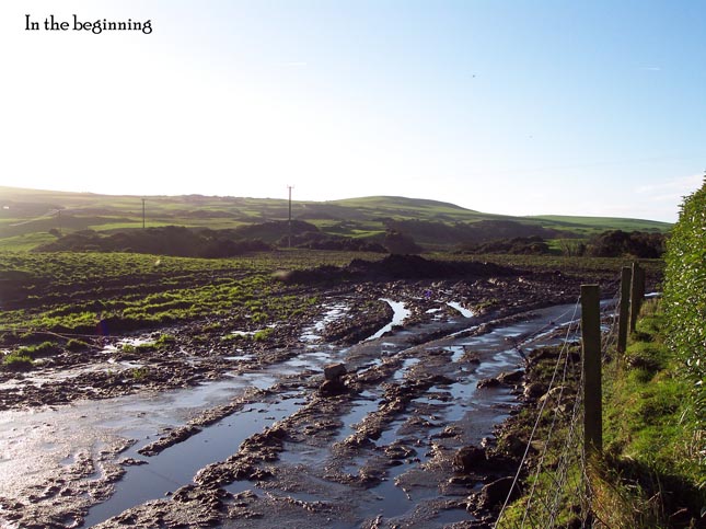 aviary construction pic 1