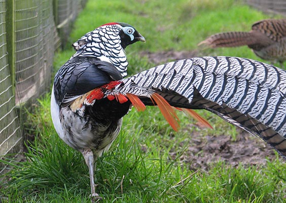Lady Amherst Pheasant cock