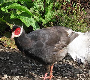 Brown Eared cock Pheasant