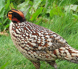 Cabot's Tragopan cock Pheasant