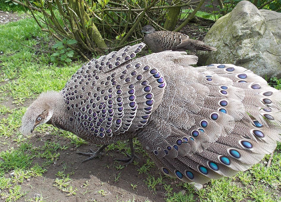 pair Grey Peacock Pheasants