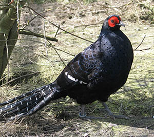 Mikado Pheasant cock