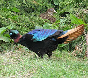 pair Himalayan Monal Pheasants