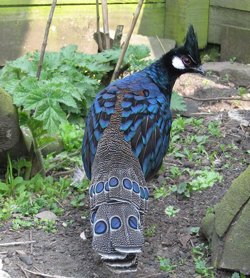 Palawan Peacock Pheasant cock