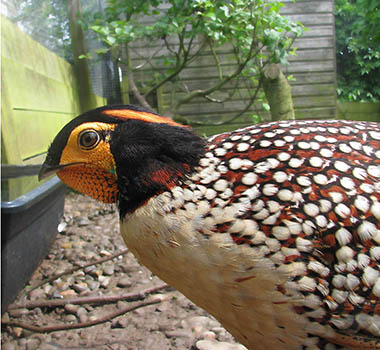 Cabot's Tragopan Pheasant photo