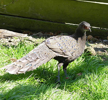 Germaine's Peacock Pheasant photo