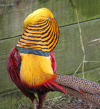 Golden Pheasant photo